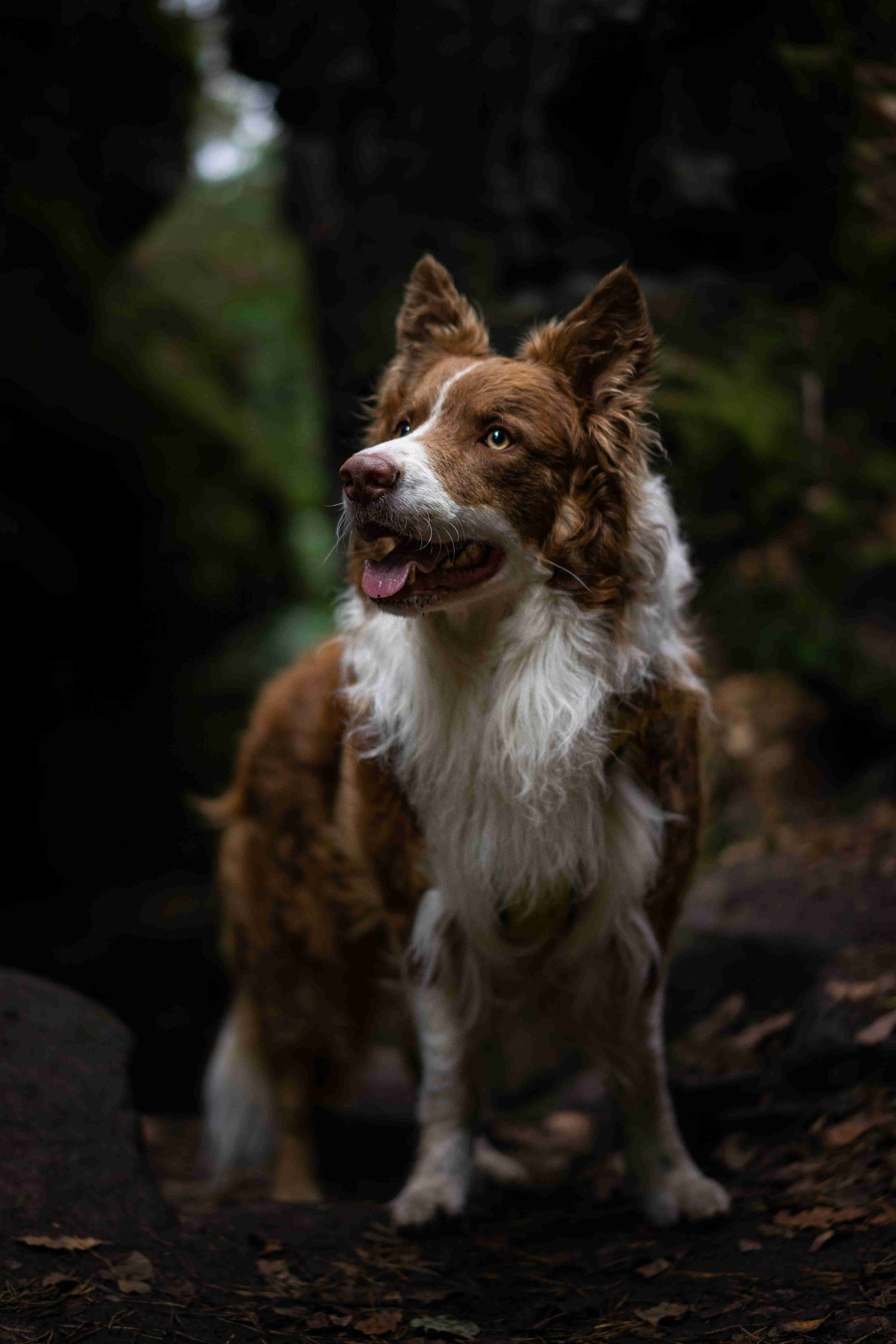 Everything You Need to Know About Border Collie Size and Weight: A Comprehensive Guide